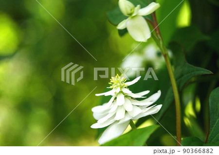 八重咲きのドクダミの白い花 八重咲きのドクダミの白い花 90366882