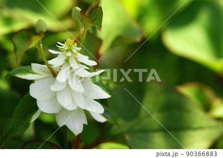 八重咲きドクダミの花 八重咲きドクダミの花 90366883