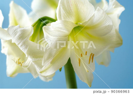 アマリリス、スノーホワイト 90366963