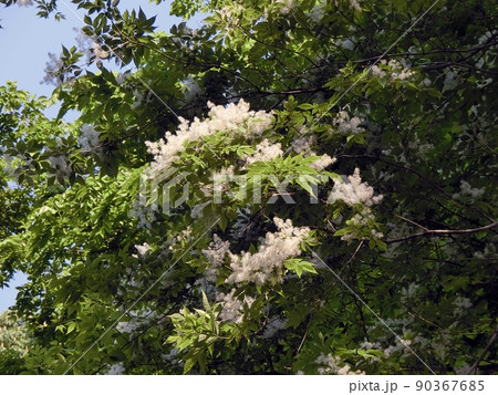 アオダモ（秋田市仁別・5/20） 90367685