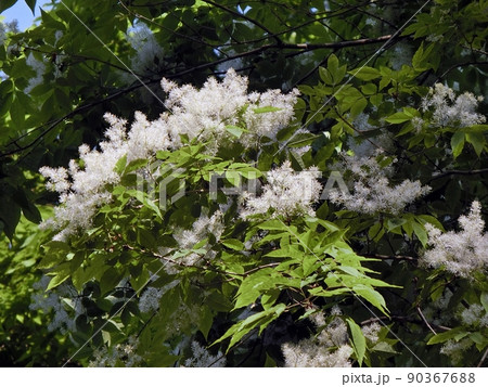 アオダモ（秋田市仁別・5/20） 90367688