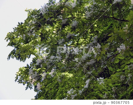 アオダモ(秋田市仁別・5/20) アオダモ(秋田市仁別・5/20) 90367705