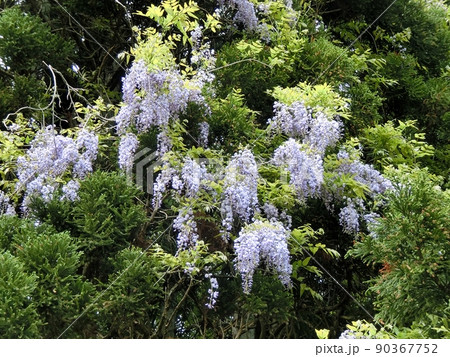フジ（秋田市豊岩小山・5/22） 90367752