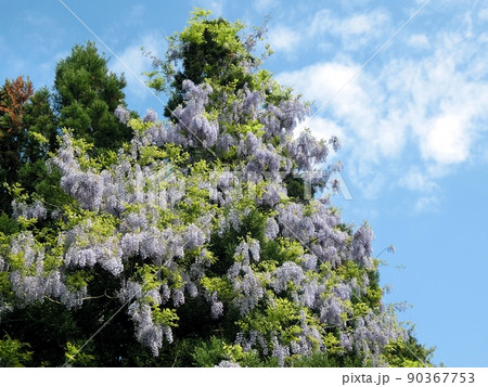 杉の木を覆いつくしたフジ（秋田市下浜八田・5/22） 90367753