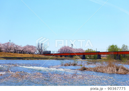 満開の桜並木　雪解けの清流　フラワー長井線 90367775