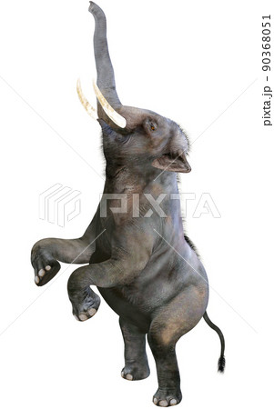 インドゾウ☆Indian Elephant インドゾウ☆Indian Elephant 90368051