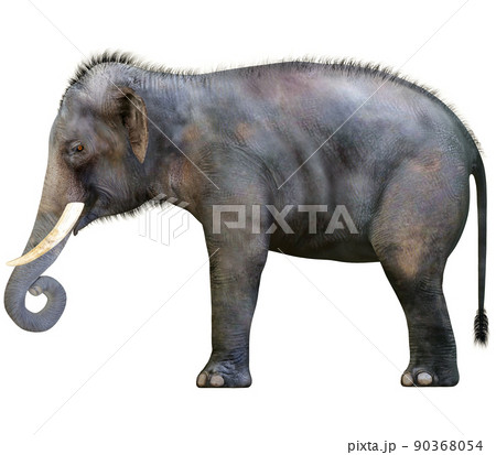 インドゾウ☆Indian Elephant インドゾウ☆Indian Elephant 90368054