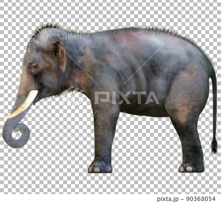 インドゾウ☆Indian Elephant インドゾウ☆Indian Elephant 90368054