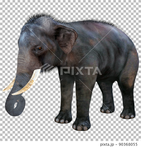 印度象 ☆ 印度象 90368055