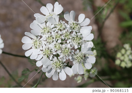 春の日本の公園に咲く白いオルレア・ホワイトレースの花 春の日本の公園に咲く白いオルレア・ホワイトレースの花 90368115