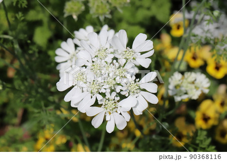 春の日本の公園に咲く白いオルレア・ホワイトレースの花 春の日本の公園に咲く白いオルレア・ホワイトレースの花 90368116