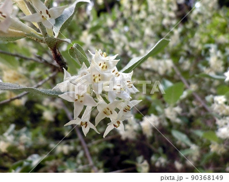アキグミの花（秋田市下浜羽川・5/22） 90368149