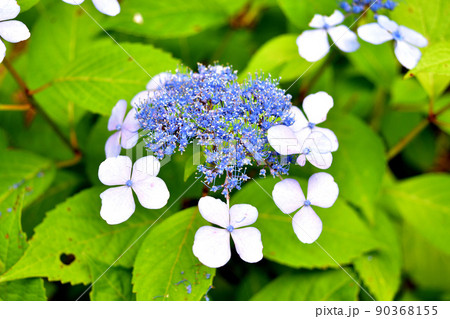 紫陽花 90368155
