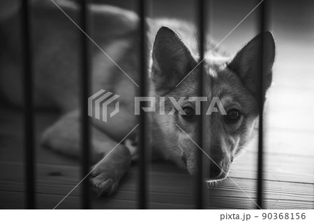 保護された犬 90368156