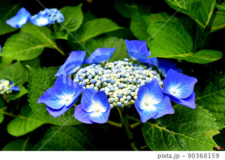 紫陽花 90368159