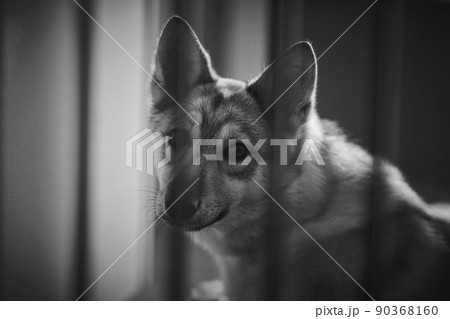 保護された犬 90368160
