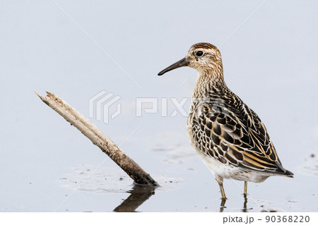 ウズラシギ幼鳥 ウズラシギ幼鳥 90368220