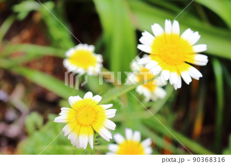 春菊の花 90368316