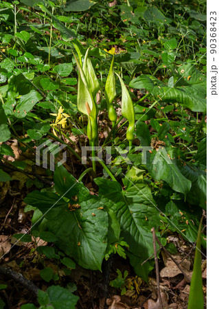 Arum maculatum in habitat. Aka snakeshead, adder's root, wild arum, arum lily, lords-and-ladies, devils and angels, cows and bulls, cuckoo-pint, Adam and Eve, bobbins and jack in the pulpit 90368423