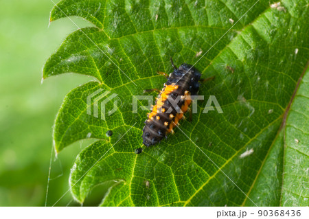 Macro Photo of Ladybug Larvae on Green Leaf Isolated on Backgrou 90368436