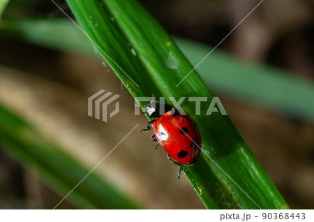 Ladybug with seven spots, Coccinella septempunctata, Coleoptera Coccinellidae on a green leaf in the forest close up Ladybug with seven spots, Coccinella septempunctata, Coleoptera Coccinellidae on a green leaf in the forest close up 90368443