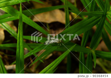 Panorpa communis is the common scorpionfly a species of scorpionfly. Its are useful insects that eat plant pests 90368454