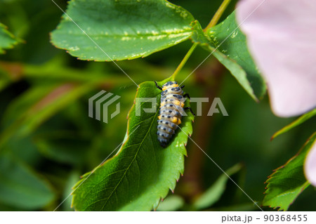 Macro Photo of Ladybug Larvae on Green Leaf Isolated on Backgrou 90368455