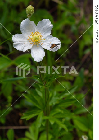Fading white flower of snowdrop anemone, Anemone sylvestris, in the middle of steles, closeup with selective focus Fading white flower of snowdrop anemone, Anemone sylvestris, in the middle of steles, closeup with selective focus 90368461