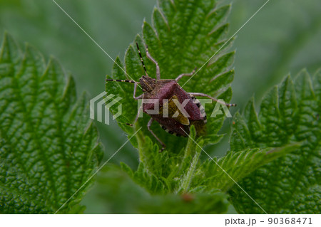 Close up of the sloe bug or Hairy shieldbug, Dolycoris baccarum, in the garden on a green leaf 90368471