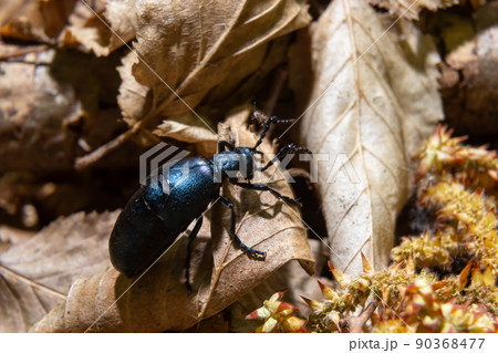 The violet oil beetle Meloe violaceus, is a species of oil beetle belonging to the family Meloidae. These beetles are present in most of Europe, in East Palearctic ecozone, in the Near East 90368477