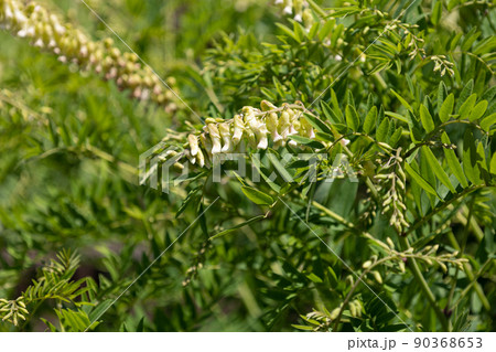 クララ(眩草、苦参、学名: Sophora flavescens)の花が咲いた:生薬原料 クララ(眩草、苦参、学名: Sophora flavescens)の花が咲いた:生薬原料 90368653