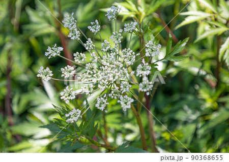 トウキ(当帰)の花(漢方薬の原料、日本原産、根を使用する)、日本、5月 トウキ(当帰)の花(漢方薬の原料、日本原産、根を使用する)、日本、5月 90368655