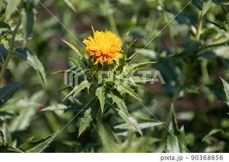 ベニバナ（紅花、学名：Carthamus tinctorius）。紅色染料や食用油の原料として栽培 90368656