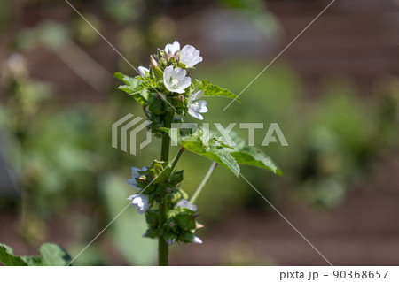 フユアオイの花の開花 学名：Malva verticillata　生薬名：トウキシ（冬葵子）、 90368657