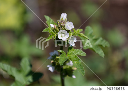 フユアオイの花の開花 学名：Malva verticillata　生薬名：トウキシ（冬葵子）、 90368658