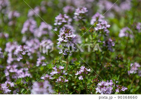 ヨウシュイブキジャコウソウ　学名：Thymus serpyllum 別名：ワイルドタイム、セルピルム 90368660