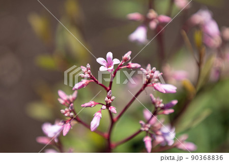 ラフマ（羅布麻、Apocynum venetum）、花。　中国でお茶の原料として葉が使われる 90368836