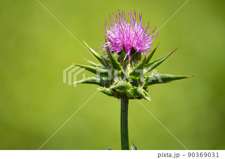 オオアザミ（マリアアザミ、Silybum marianum、Milk thistle）、薬効あり 90369031