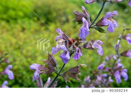 コモンセージ; 学名：Salvia officinalis.　5月撮影（東京）肉の臭み消しに使われる 90369234