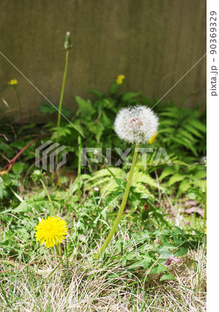 タンポポの花と綿毛 タンポポの花と綿毛 90369329