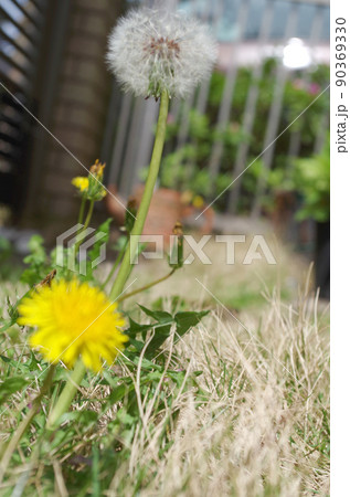 タンポポの綿毛と花 90369330