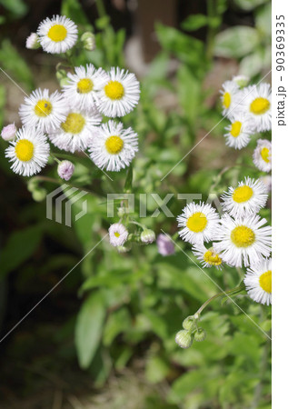 ハルジオンの花のクローズアップ 90369335