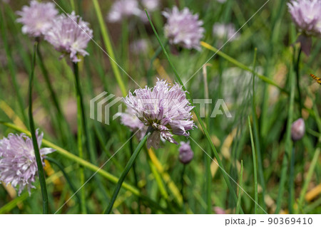 チャイブ（英: Chives、学名: Allium schoenoprasum var. schoe 90369410