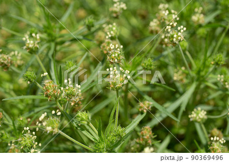 プランタゴサイリウム 学名:Plantago psyllium 別名:エダウチオオバコ プランタゴサイリウム 学名:Plantago psyllium 別名:エダウチオオバコ 90369496