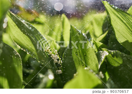 Blooming lily of the valley flowers dew or rain drops Blooming lily of the valley flowers dew or rain drops 90370657