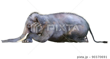 インドゾウ☆Indian Elephant 90370691