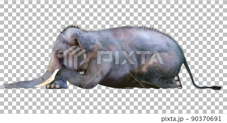 印度象 ☆ 印度象 90370691