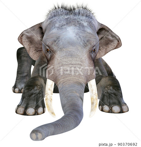 インドゾウ Indian Elephantのイラスト素材