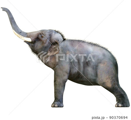 インドゾウ Indian Elephantのイラスト素材