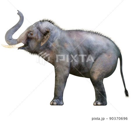 インドゾウ☆Indian Elephant 90370696